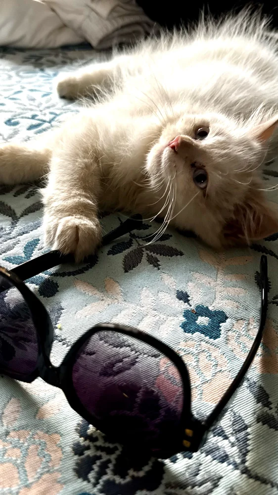 Sunglasses, Fair, photo 3