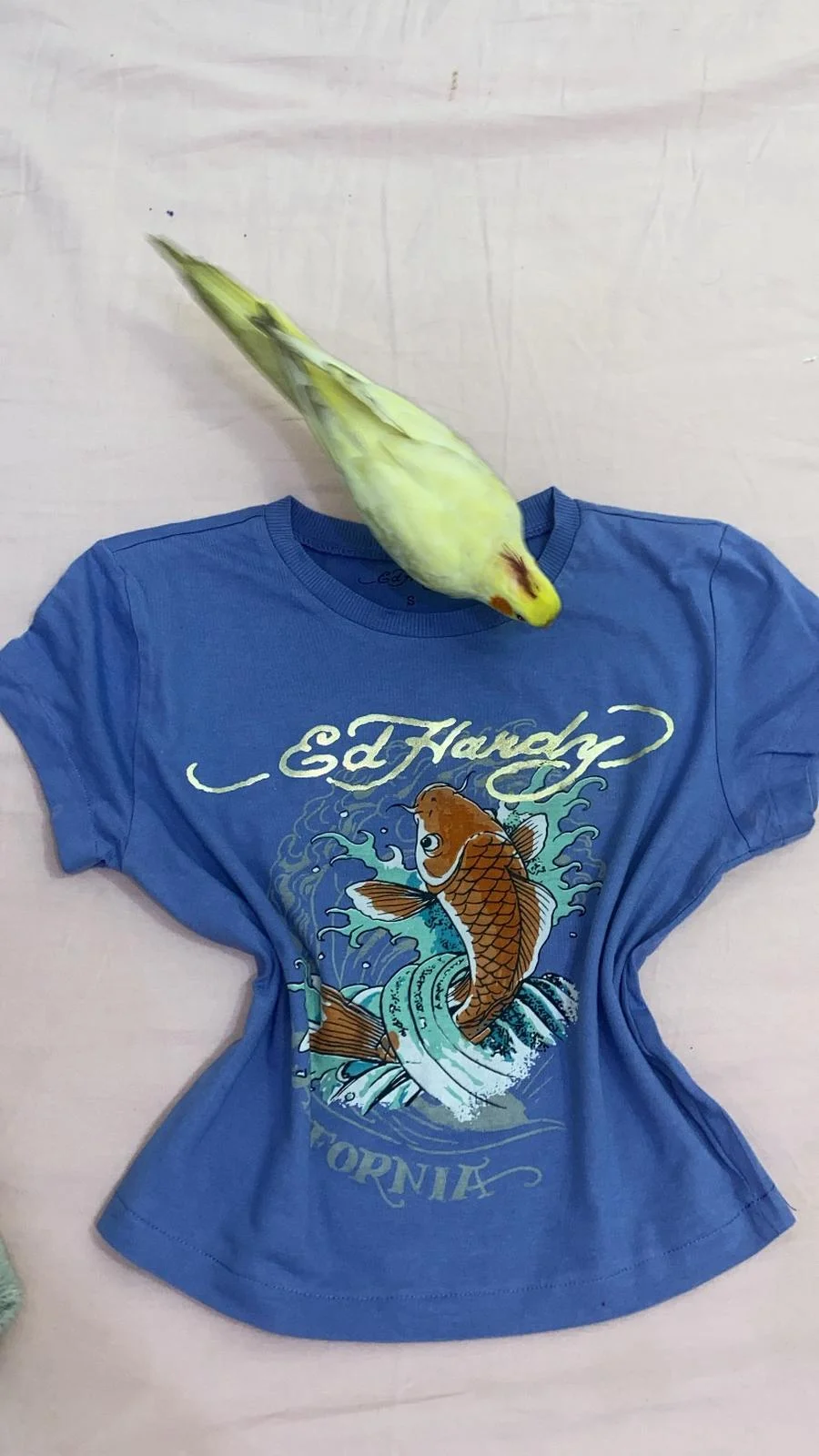 Ed Hardy Crop Tops, size S / 36 / 8, photo 1