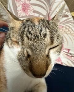 @miau